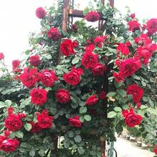 Flower Seeds - View 6