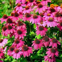420 Echinacée violette (Echinacea purpurea) - Fleur décorative de jardin, idéale pour la plantation dans la maison et le jardin, convient aux passionnés de jardinage --- Chaque paquet est doté d'une étiquette avec le nom du produit. - Voir 2