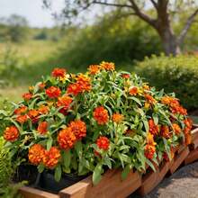 Flower Seeds - View 3