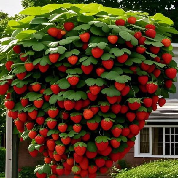 Flower Seeds