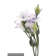 Semi di fiori - Visualizzare 4