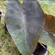 200 graines de Colocasia Esculenta, plante à oreilles d'éléphant noire - Voir 3