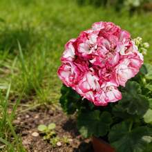 100 Graines de Géranium, Plantes à Fleurs à Croissance Stable pour Jardin Domestique et Usage Ornemental Quotidien - Voir 2