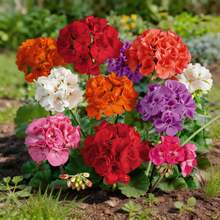 100 Graines de Géranium, Plantes à Fleurs à Croissance Stable pour Jardin Domestique et Usage Ornemental Quotidien - Voir 3