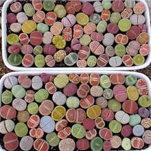 Garden Decor A Set Of 1000 Lithops Live Stones ( Suitable For Beginners Brightly Colored Mixed Plant Seeds Perfect As A Gift - 1000 - View 4