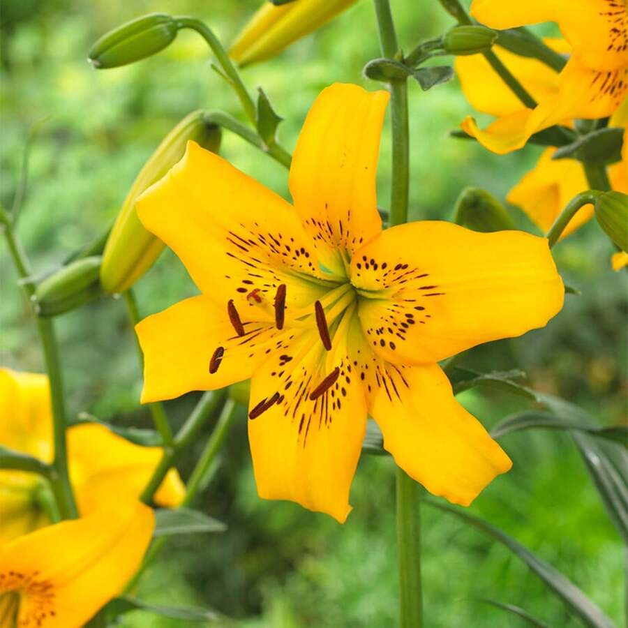 Flower Seeds - View 1