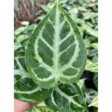 Flower Seeds - View 2