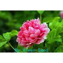 Plant Seeds - View 2
