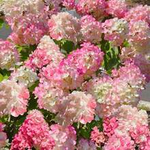 Flower Seeds - View 2