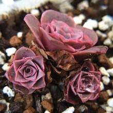Mountain Rose 300 pièces Aeonia Greenovia Graines exclusives de haute qualité, plantes succulentes, fleurs, Graines exclusives de haute qualité. Idéal pour les jardiniers débutants et comme cadeau précieux pour les petits jardiniers. - Voir 4