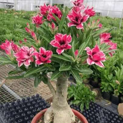 100 Pieces Desert Rose Seeds Courtyard Flower Seeds Plant By Garden Path Bright Flower Color Enhance Overall Garden Aesthetics