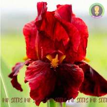 Sementes de flores - Ver 7