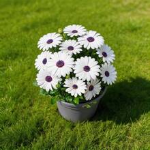 300 Graines de Marguerite, Faciles à Faire Germer et à Cultiver, Idéales pour les Débutants, Parfaites pour la Maison, le Jardin et le Balcon - Voir 3