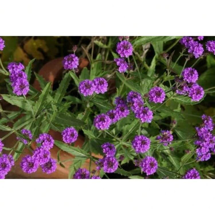 Flower Seeds - View 4