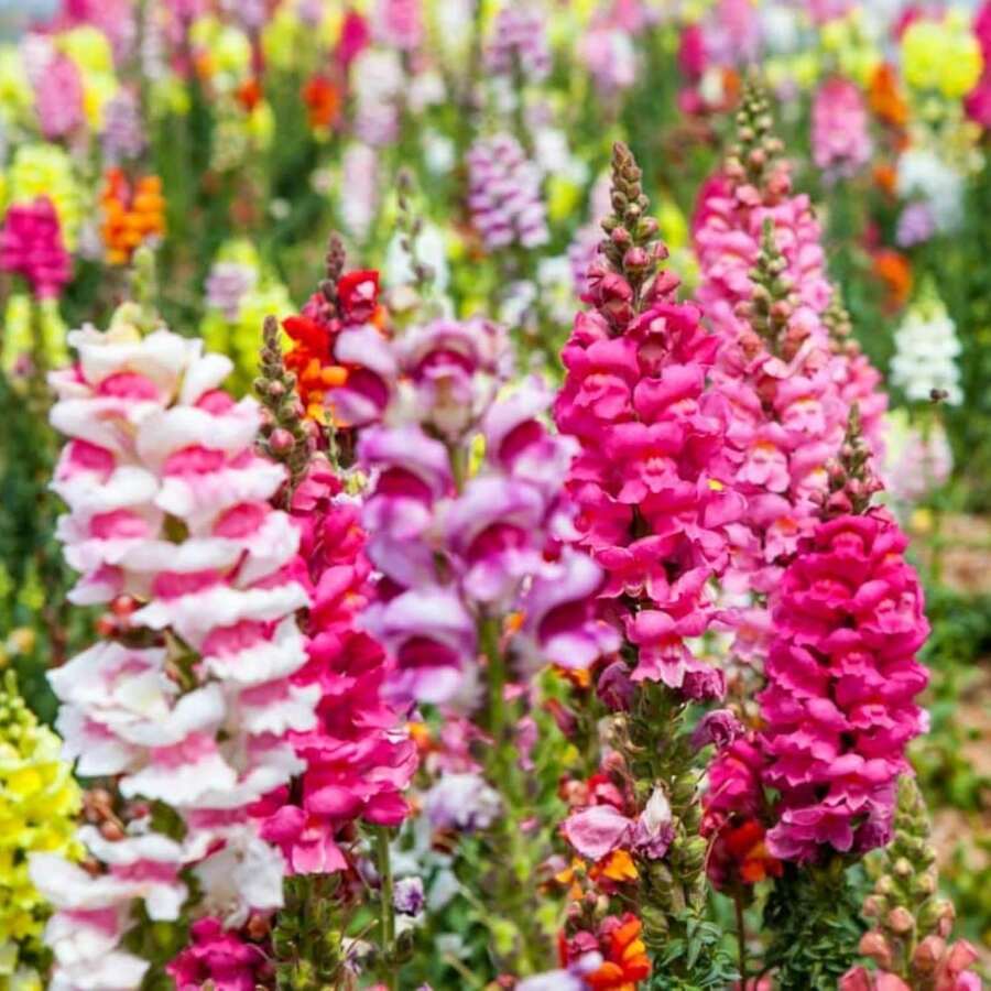 Semillas de flores - Ver 1