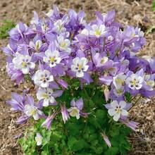 Flower Seeds - View 4