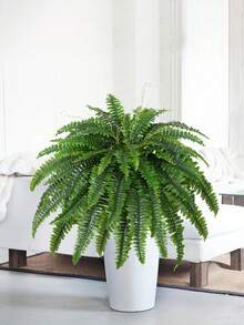 2 pezzi di felce di Boston artificiale, piante di felce finte realistiche resistenti ai raggi UV e non sbiadenti, adatte per decorazioni esterne, ufficio, soggiorno, giardino, veranda, davanzale, decorazione della casa - Multicolore - Visualizzare 3