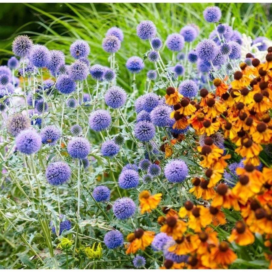 Flower Seeds - View 1