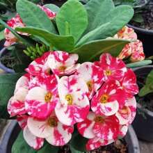Flower Seeds - View 3