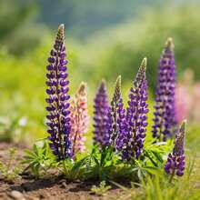 50 graines de chou-fleur, parfaites pour les débutants et les jardiniers occupés. - Voir 4