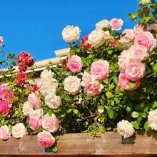 184 High Germination Ratepcs/Mixed Seeds Climbing Roses For Planting - Pretty Climbing Outdoors Ornamental Roses Flowers Rosa Bush Vine Climber Long-Blooming - 184pcs - View 2