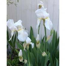 200seedsWhite Bearded Iris - Variant1 - View 4