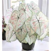 Seeds Caladium Marie Moir And Red Flash Bulbs.One Of Each.A Total Of 2. - 變體1 - 查看 3