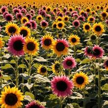 228 graines de fleurs, idéales pour la plantation dans le jardin domestique, un excellent cadeau pour les amateurs de jardinage. - Voir 2