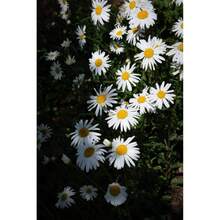 Plant Seeds - View 5