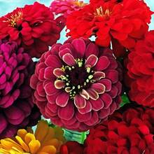 150 Graines de Fleurs Rouges pour un Jardin Vivant et Coloré - Voir 5