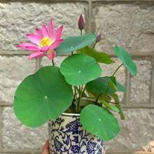 10pcs Easy To CultivateFlower Seeds-- Pre-Germinated Lotus Seeds - High Germination Rate, Suitable For Beginners| Suitable For Terrace Waterscape Gardens And Container Planting - 10PCS - View 2