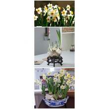 Flower Seeds - View 4