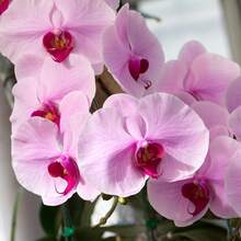 196 graines d'orchidées, faciles à cultiver dans les jardins extérieurs - Voir 3