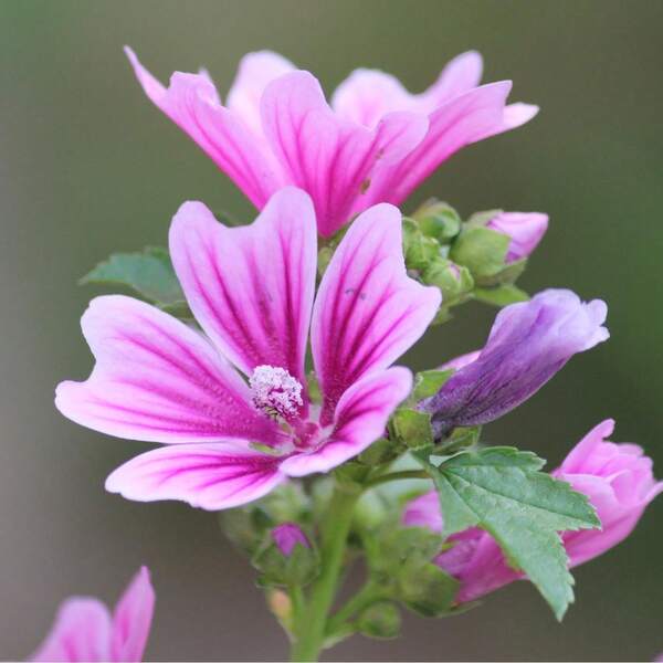 Flower Seeds