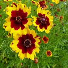 Plant Seeds - View 4