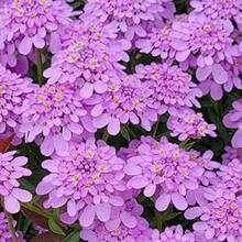 Flower Seeds - View 5