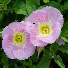 Flower Seeds - View 2