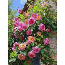 129 pièces de graines de rosier grimpant pour la plantation de fleurs ornementales vivantes, décoration de jardin domestique - Voir 1