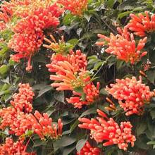Flower Seeds - View 2