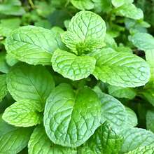 999 Graines de Menthe pour la Plantation – Herbe de Menthe Verte Ancienne, Sans OGM, Graines de Jardin Pérennes pour l'Intérieur et l'Extérieur, Arôme Frais - Voir 3