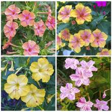 199 graines de fleurs faciles à cultiver - Graines de fleurs 'Four o'clock' - Graines de fleurs de couleurs mélangées, belles fleurs décoratives tropicales - Voir 5