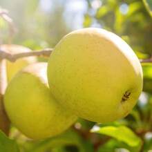 177 Apple Tree Seeds Are Easy To Plant - 177pcs - View 2