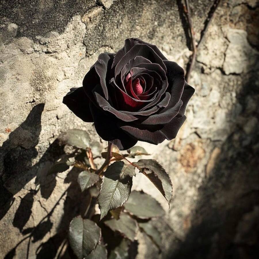 400 graines de rose Baccara noire rare, à fleurs bordeaux veloutées profondes, pièce maîtresse du jardin, fleur unique pour aménagements romantiques - Voir 1