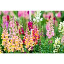 214 graines de fleurs de Snapdragon anciennes - Voir 2