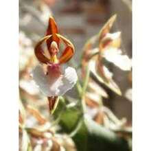 Semillas de flores - Ver 4