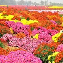 167 pièces de graines de chrysanthème pour plantation - Voir 5