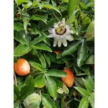 Flower Seeds - View 2