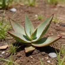 100Pcs Aloe Seeds Healthy Green Foliage For Home Potted Garden Decor - 100粒種子 - 查看 4