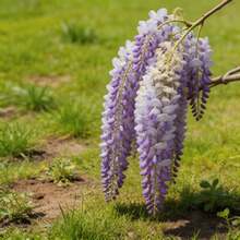 Flower Seeds - View 4