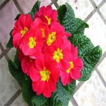 Flower Seeds - View 4